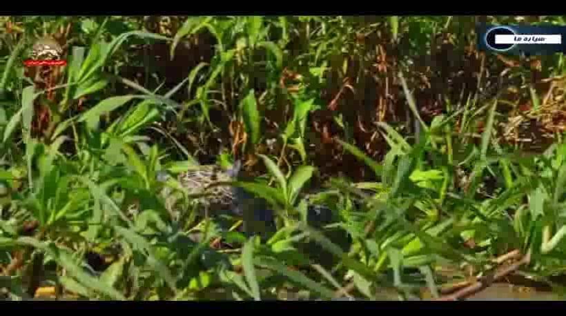 اهرام مصر - قسمت پنجم