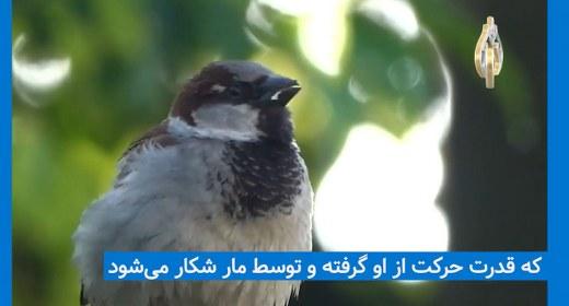 اختناق و طلسم گنجشک و مار